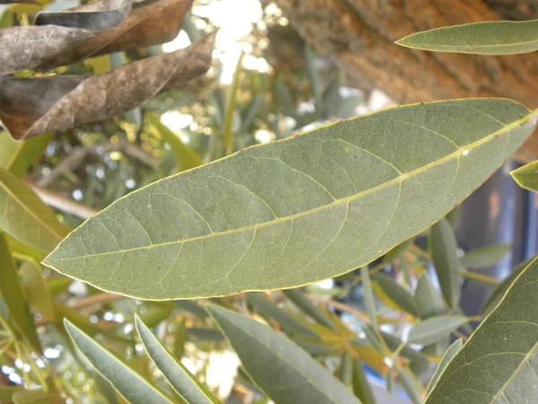 Hoja Color Verde Amarillo Del Árbol Mango —  Fotos de Stock