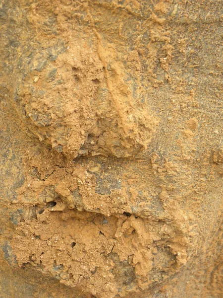 Dommages Termites Sur Écorce Arbre Fond Texturé — Photo