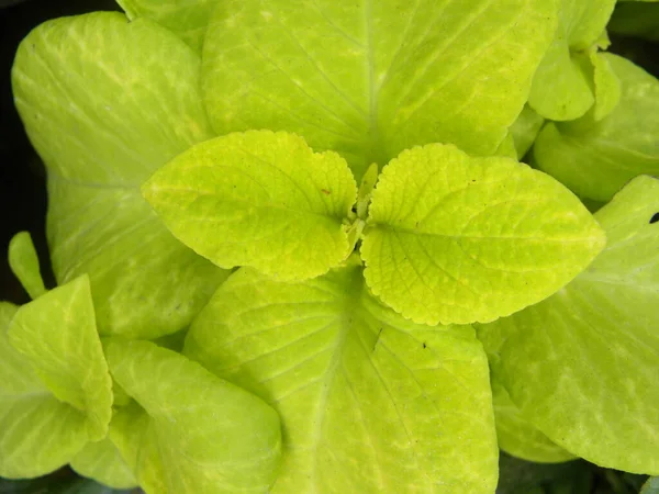 Coleus Bitkisinin Parlak Yeşil Yaprakları — Stok fotoğraf