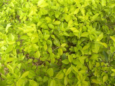 Euonymus serveti yeşil ve sarı yaprakları ya da Fortune Milli veya kış sürüngen bitki