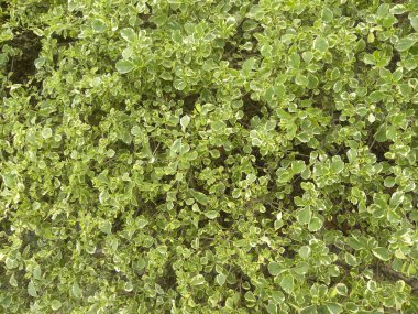 Euonymus serveti yeşil ve sarı yaprakları ya da Fortune Milli veya kış sürüngen bitki