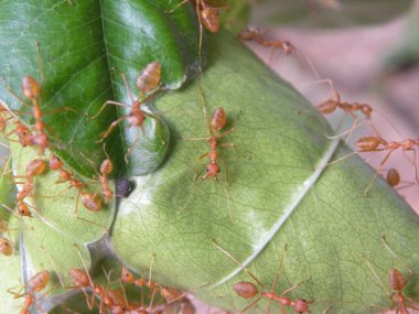 Yapraklarda küçük bej renkli ateş karıncaları