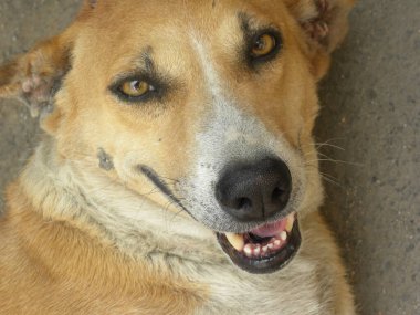 Şirin kahverengi sokak köpeği.