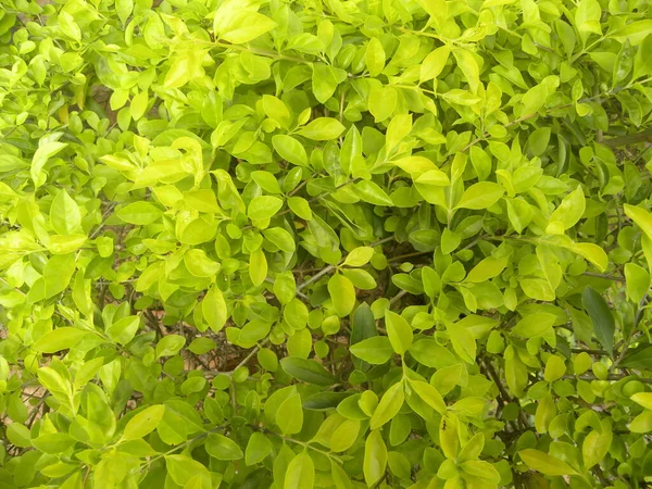 Green Yellow Color Leaves Euonymus Fortunei Fortune Spindle Winter Creeper — Stock Photo, Image