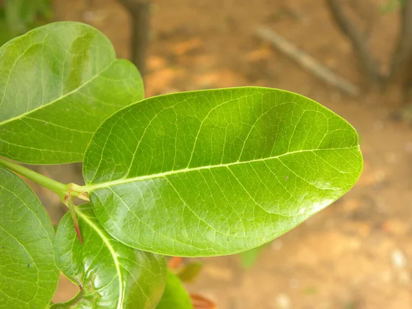 Green Leaf Coco Plum Chrysobalanus Icaco Cocoplum Paradise Plum Abajeru — Stock Photo, Image