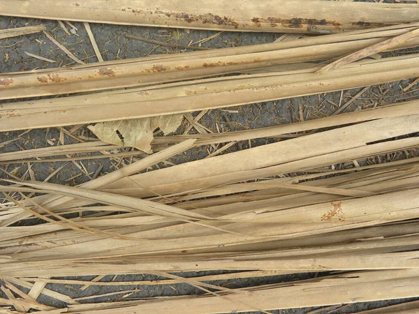 Сухие Листья Пальмы Коричневого Цвета — стоковое фото