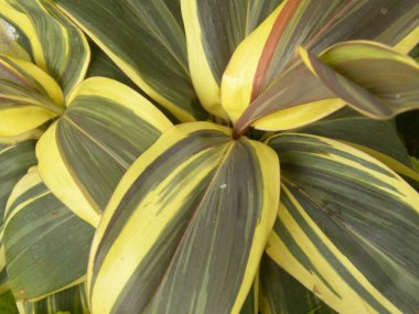 Sarı renkli Cordyline fruticosa yaprakları veya iyi şans bitkisi veya lahana palmiyesi zambağı veya Ti bitkisi