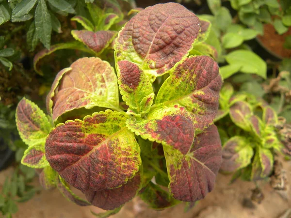 Rode Groene Kleur Bladeren Van Coleus Plant — Stockfoto