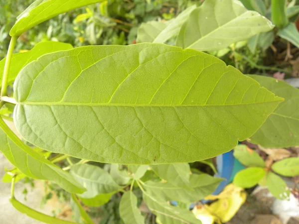 Hoja Color Verde Planta Jazmín Crape — Foto de Stock