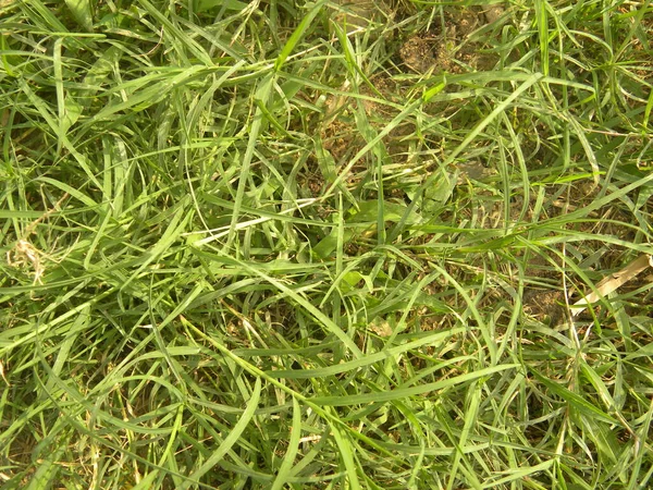 Grünes Gras Garten — Stockfoto