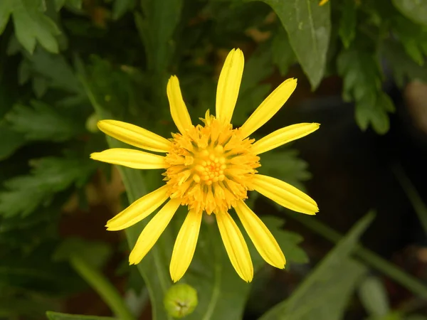 Яскраво Жовтий Колір Euryops Пектинат Або Сірий Листя Квітки Euryops — стокове фото