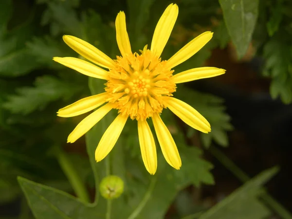 Jasnożółty Kolor Euryops Pectinatus Lub Szary Liść Euryops Kwiat — Zdjęcie stockowe