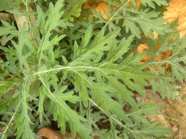 Jasnożółty Kolor Euryops Pectinatus Lub Szary Liść Euryops Kwiat — Zdjęcie stockowe