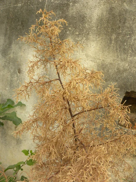 Thuja Brun Séché — Photo