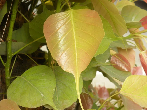 Żółty Liść Świętej Figury Ficus Religiosa Peepal Ashwattha Bodhi — Zdjęcie stockowe