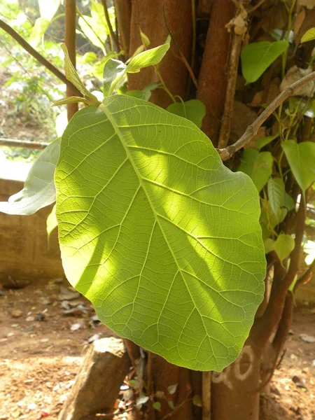 Zielony Kolor Liści Tropikalnych Migdałów Lub Indyjskich Kraju Lub Malabar — Zdjęcie stockowe