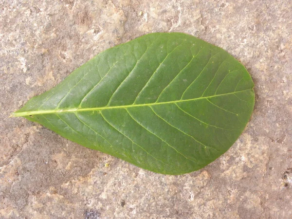 Падший Зелёный Лист Тропического Миндального Дерева — стоковое фото