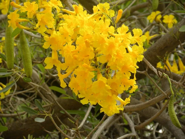 Élénk Sárga Virágok Karib Tenger Trombita Vagy Tabebuia Aurea Vagy — Stock Fotó