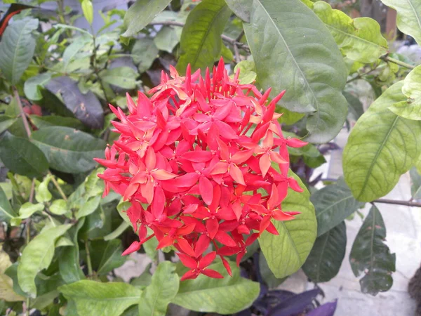 Bright Red Color Flowers Ixora Coccinea Jungle Geranium Flame Woods — Stock Photo, Image