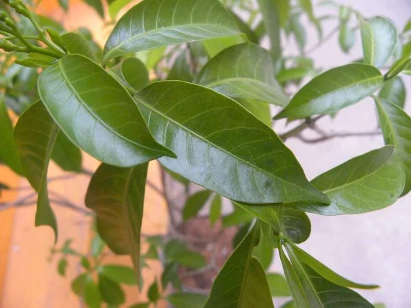 Зеленые Листья Жасминового Растения — стоковое фото