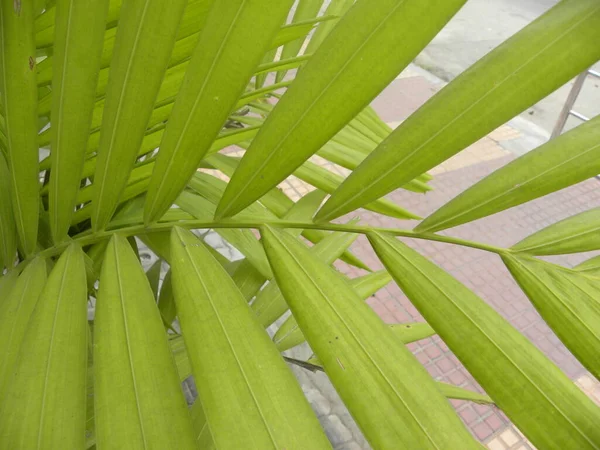 Palmiye Arecaceae Palmiye Ağaçlarının Yeşil Yaprakları — Stok fotoğraf