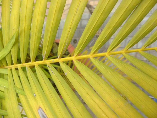 Zelené Žluté Barevné Listy Palmy Nebo Arecaceae Nebo Palmy — Stock fotografie