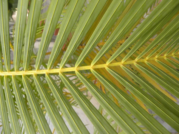 Zielone Liście Palmy Arecaceae Lub Palmy — Zdjęcie stockowe