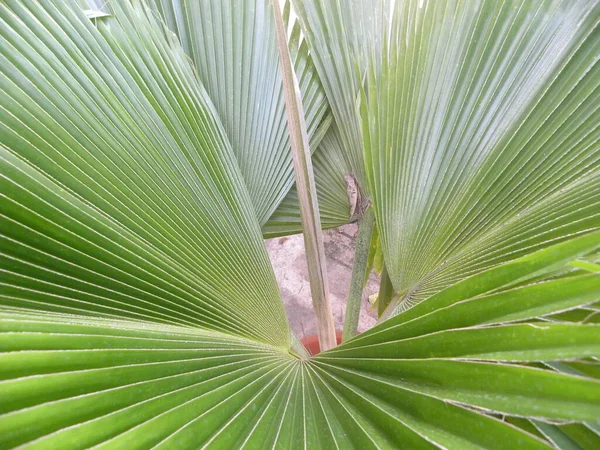 Florida Gümüş Palmiye Bitkisinin Büyük Yeşil Yaprakları — Stok fotoğraf