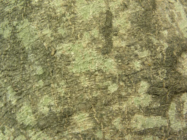 Corteccia Albero Verde Grigio Sfondo Strutturato — Foto Stock