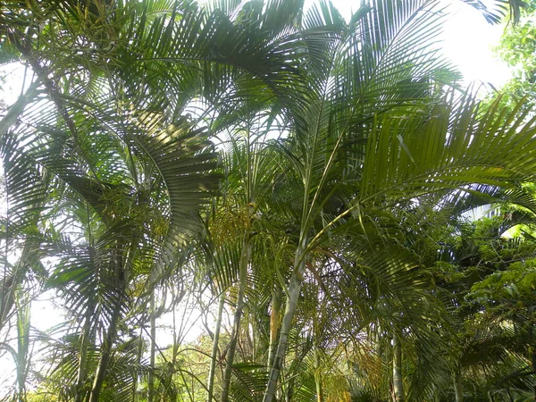 Tall Palm Trees Garden — Stock Photo, Image