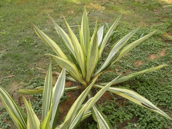Listy Rostlin Yucca Filamentosa Tvaru Jehly — Stock fotografie