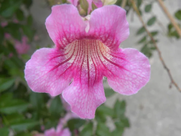 Fleur Rose Vif Trompette Rose Handroanthus Imppetiginosus Lapacho Rose — Photo