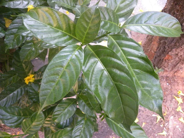 ジャスミン植物の濃緑色の葉 — ストック写真