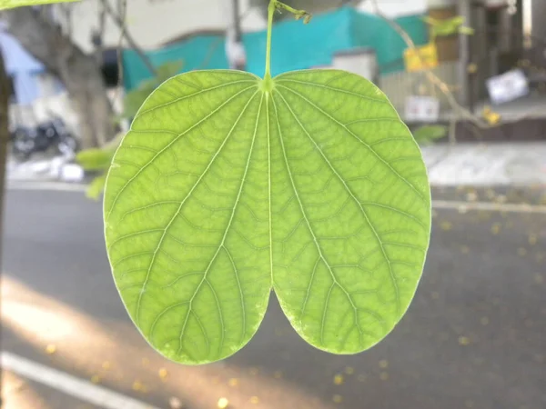 Зеленый Цветовой Лист Дерева Bauhinia Variegata — стоковое фото