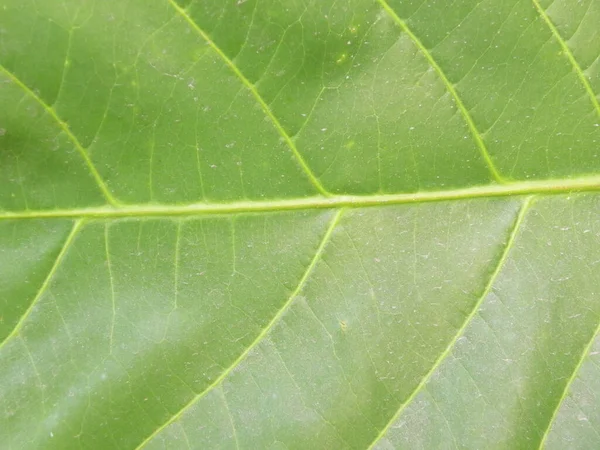 Gros Plan Feuille Couleur Verte Amandier Avec Des Veines Jaunes — Photo