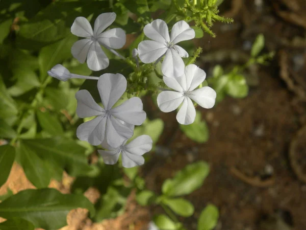 Fleurs Couleur Blanche Plante Vinca — Photo
