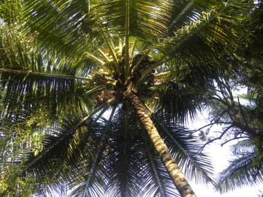 Büyük yeşil hindistan cevizi ağacı