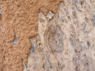 Ağaç kabuğunda termit hasarı