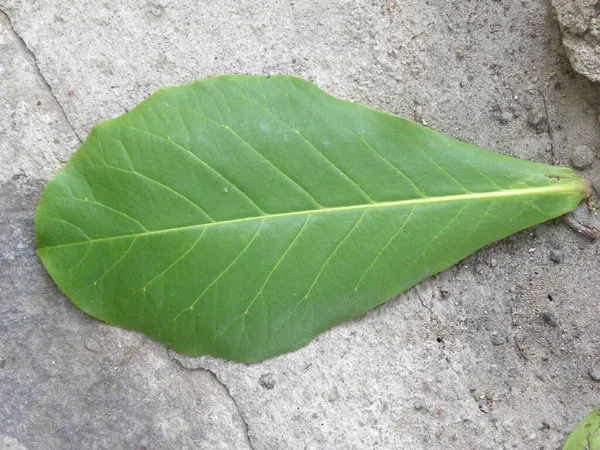 Daun Warna Hijau Jatuh Dari Pohon Almond Tropis — Stok Foto