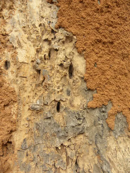 Dommages Termites Sur Écorce Arbre Fond Texturé — Photo