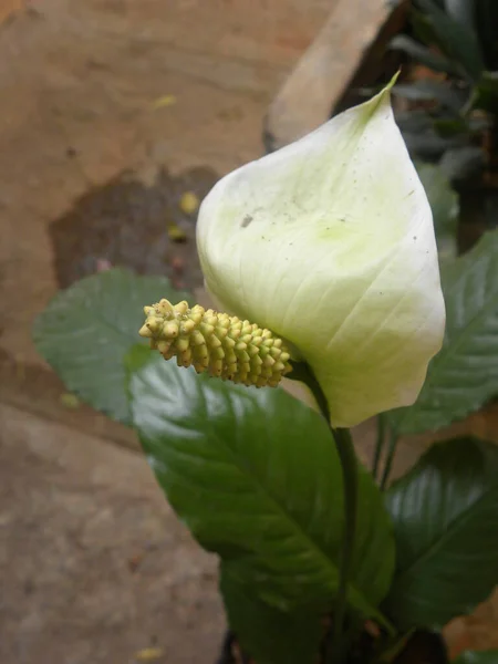Жовтий Білий Колір Квітка Антуріума Жовтим Спідосом — стокове фото