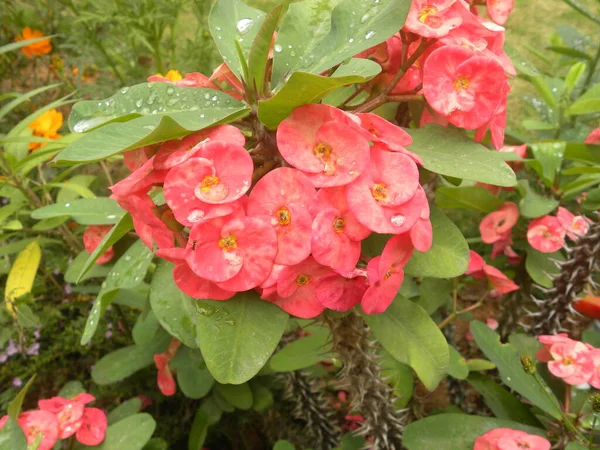 菊花或荆棘花冠的红色花朵 — 图库照片
