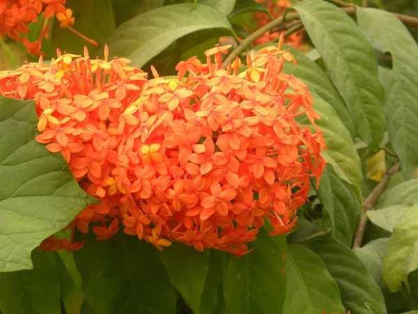 Orange Color Ixora Coccinea Jungle Geranium Flowers — Stock Photo, Image