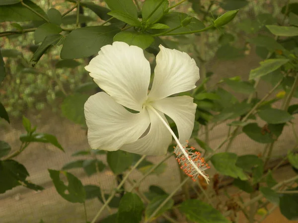 Color Blanco Hibiscus Rosa Sinensis Flor — Foto de Stock
