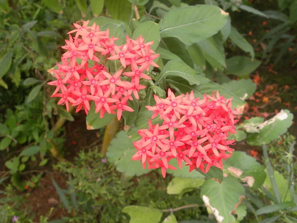 Red color Ixora coccinea or Jungle geranium flowers