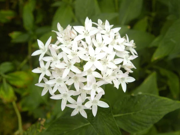 White color Ixora coccinea or Jungle geranium flowers