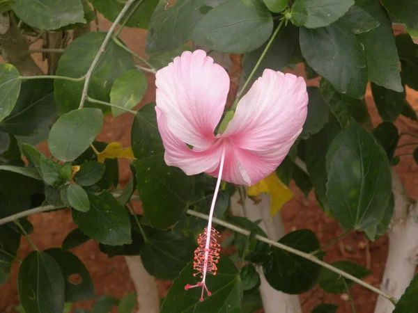 Pink Color Hibiscus Rosa Sinensis Rose Mallow Flower — Stock Photo, Image