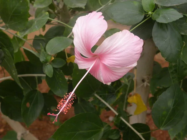 Pink Color Hibiscus Rosa Sinensis Rose Mallow Flower — Stock Photo, Image