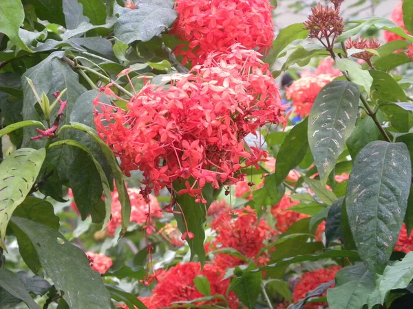 Piros Színű Ixora Coccinea Vagy Dzsungel Muskátli Virágok — Stock Fotó