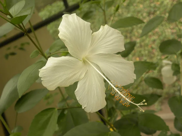 Fehér Szín Hibiscus Rosa Sinensis Virág — Stock Fotó